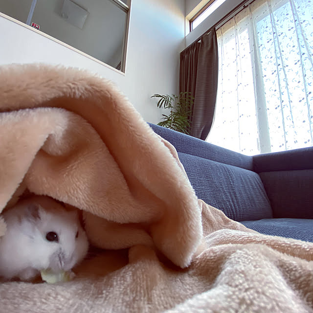 cocochiさんの実例写真