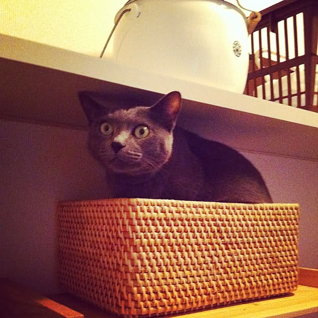 isocat3さんの実例写真