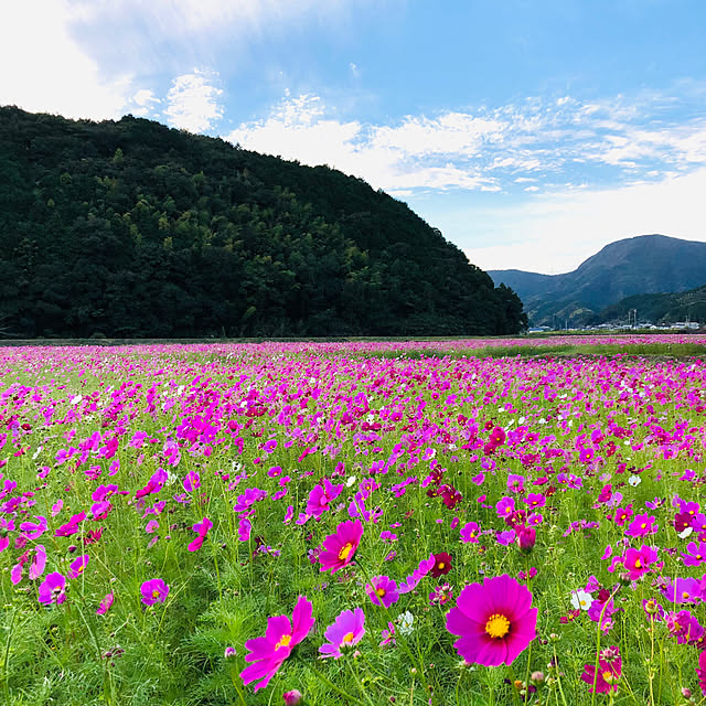 mama-mammothさんの実例写真