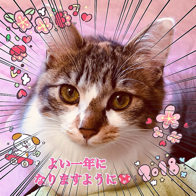MASAさんの実例写真
