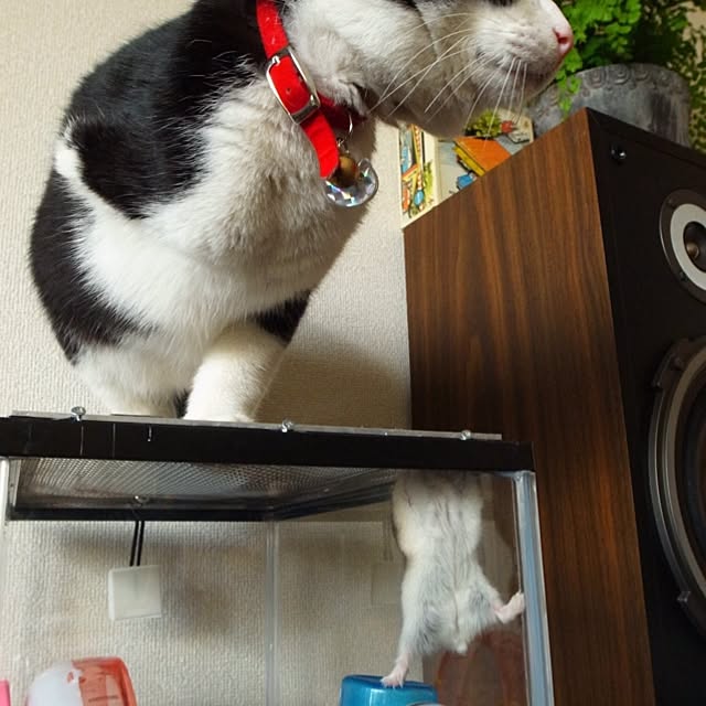 uzumakiさんの実例写真