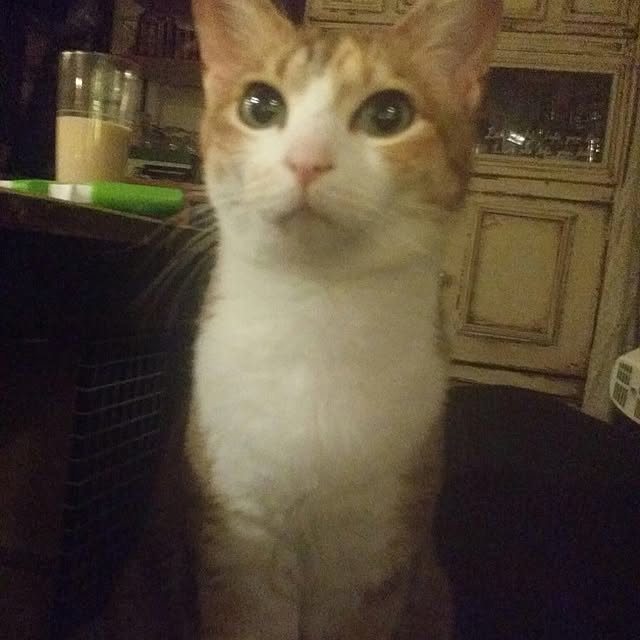 annさんの実例写真