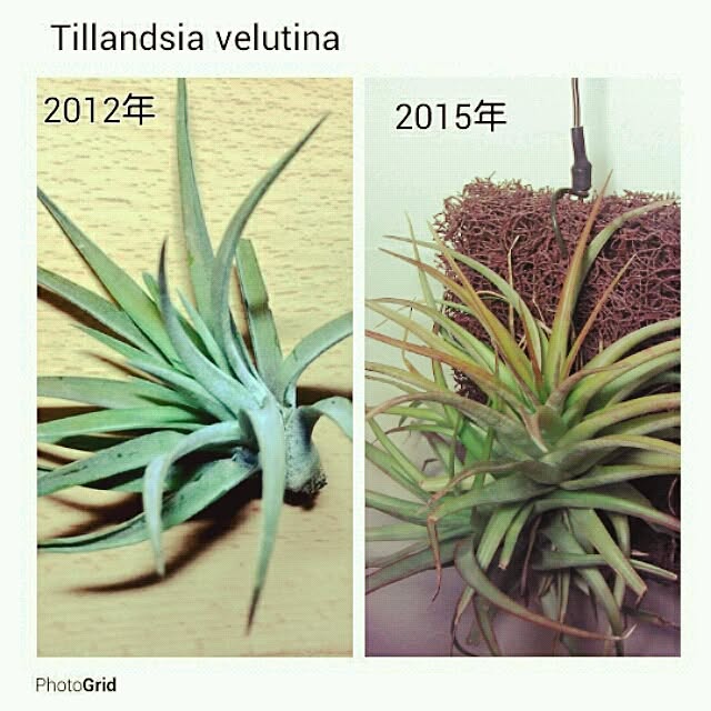 Plantexhibitionhallさんの実例写真