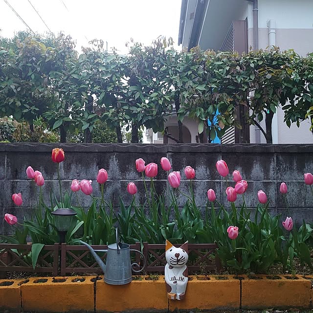 fukuさんの実例写真