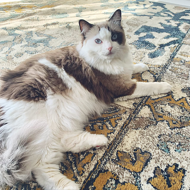 Micccaさんの実例写真