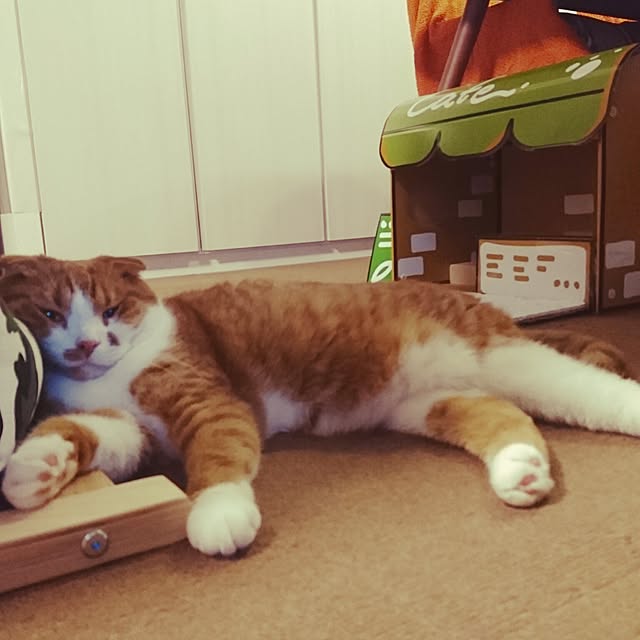 Sachiさんの実例写真