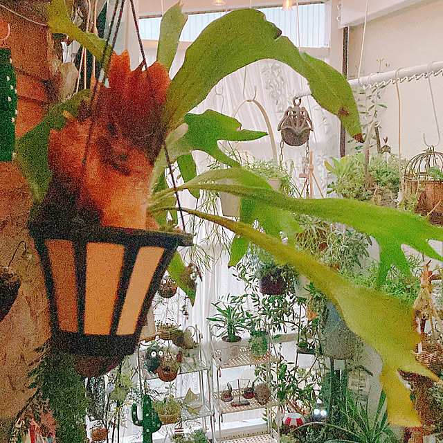 Hanakaさんの部屋