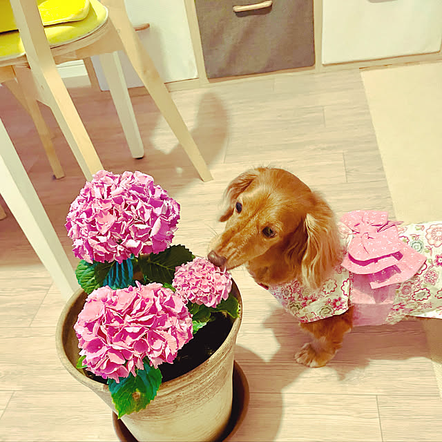 Maiさんの実例写真