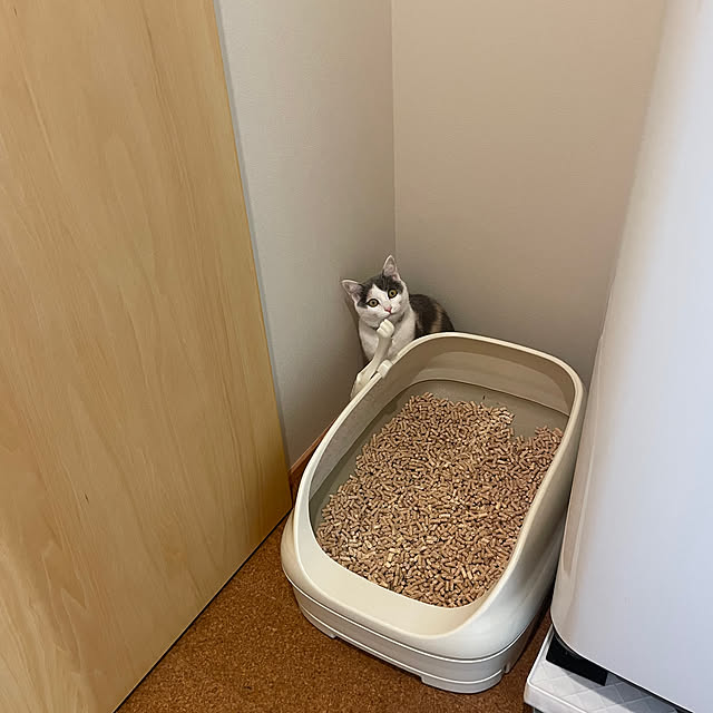 sajuさんの実例写真