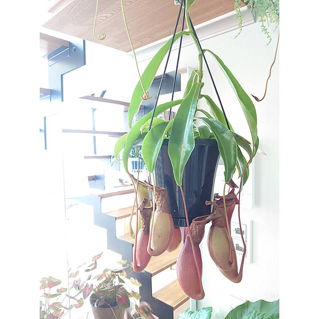 Akaneさんの実例写真