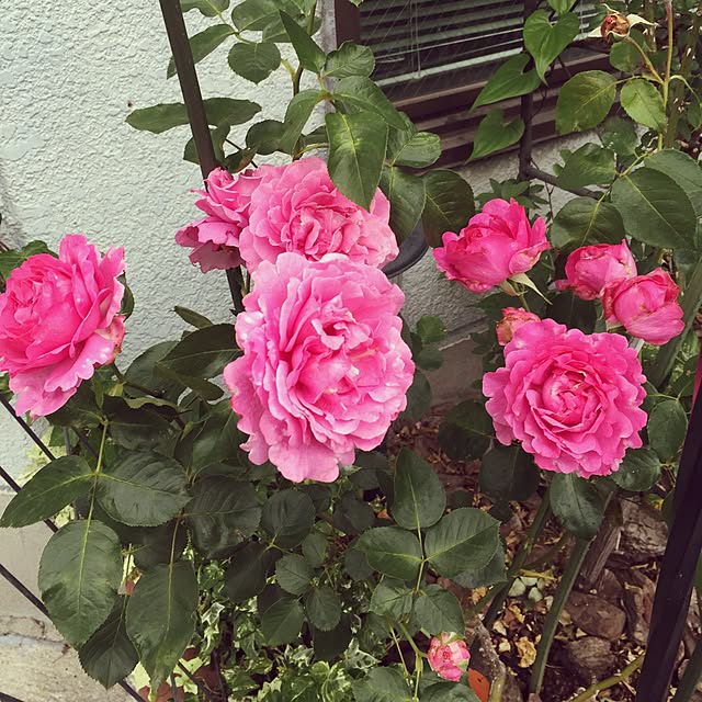 greenroseさんの実例写真