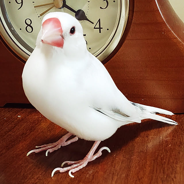 Yoshi55goさんの実例写真
