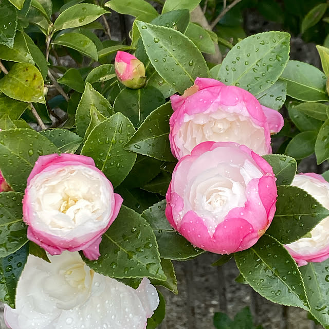 koroさんの実例写真