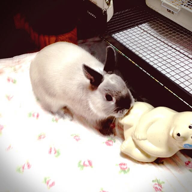 sapiさんの実例写真