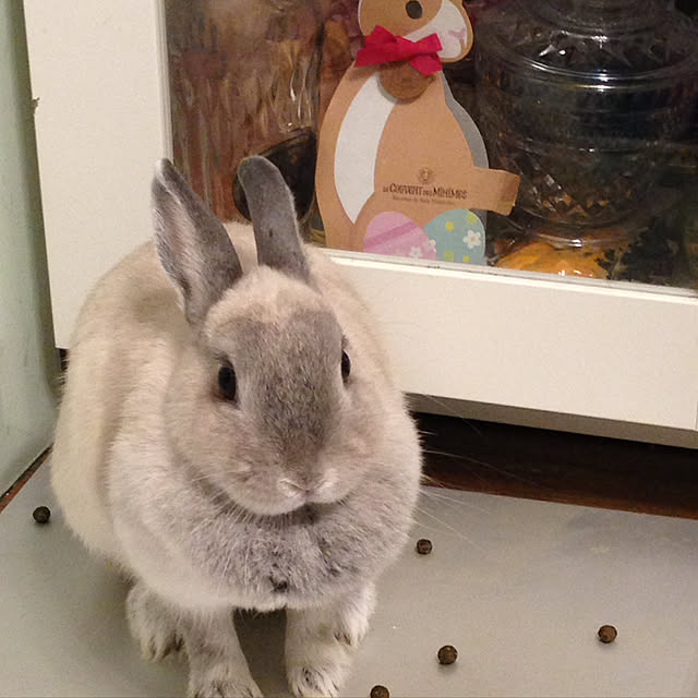 yokomokoさんの実例写真