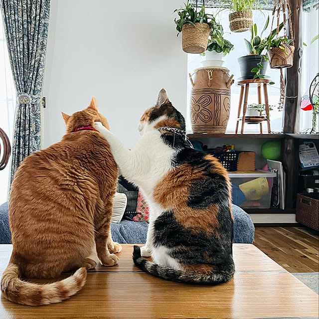 Maruさんの実例写真