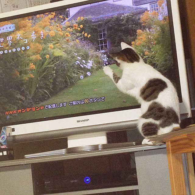 yocchiさんの実例写真