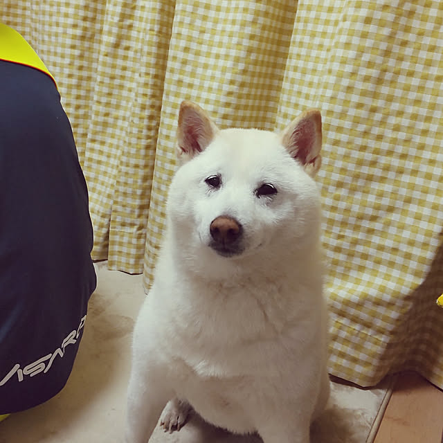 yukinkoさんの実例写真