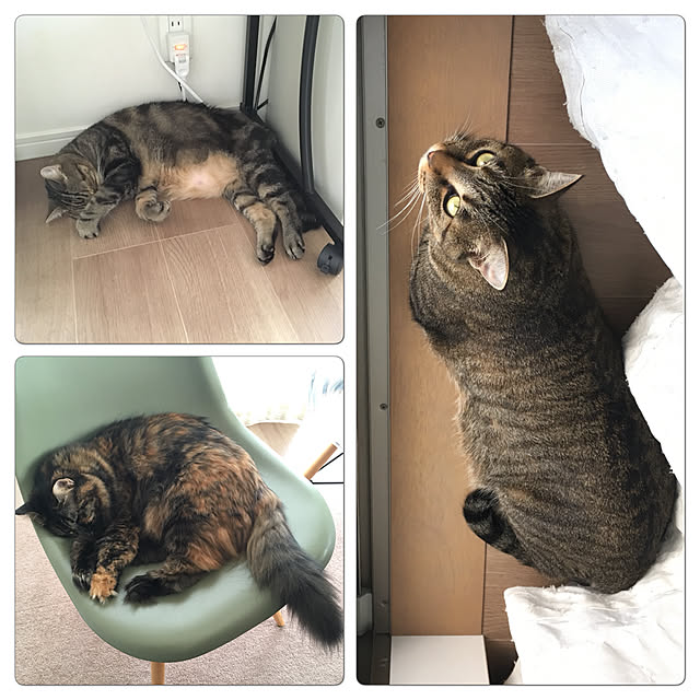 mikomaruさんの実例写真