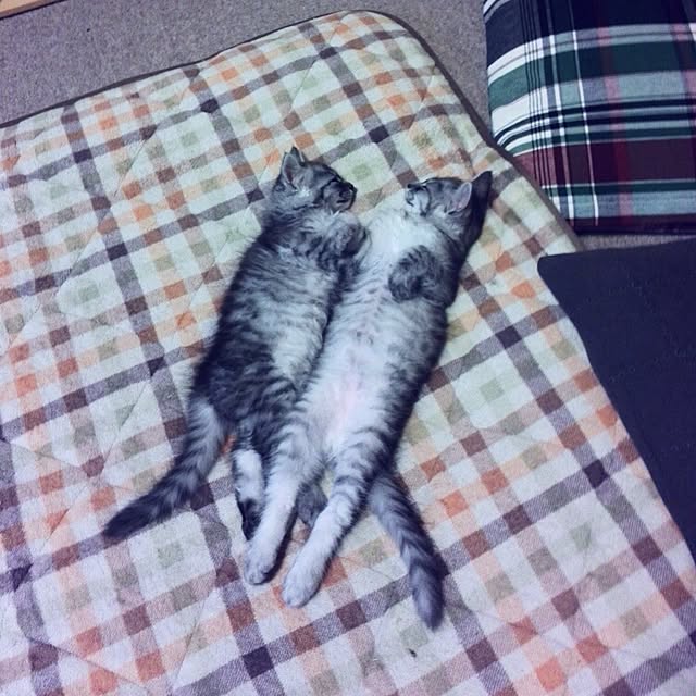 kurumin5さんの実例写真