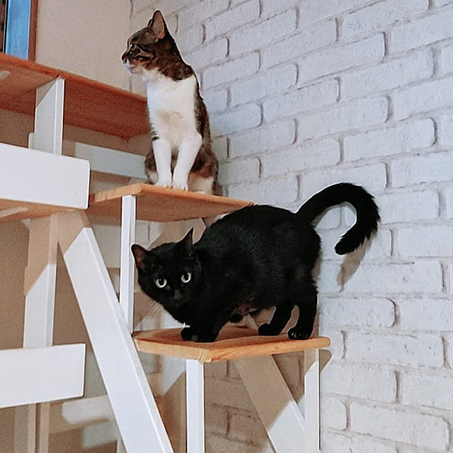 kirakirahikaruさんの実例写真