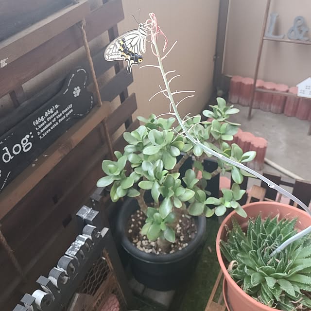 lovepeaceさんの部屋