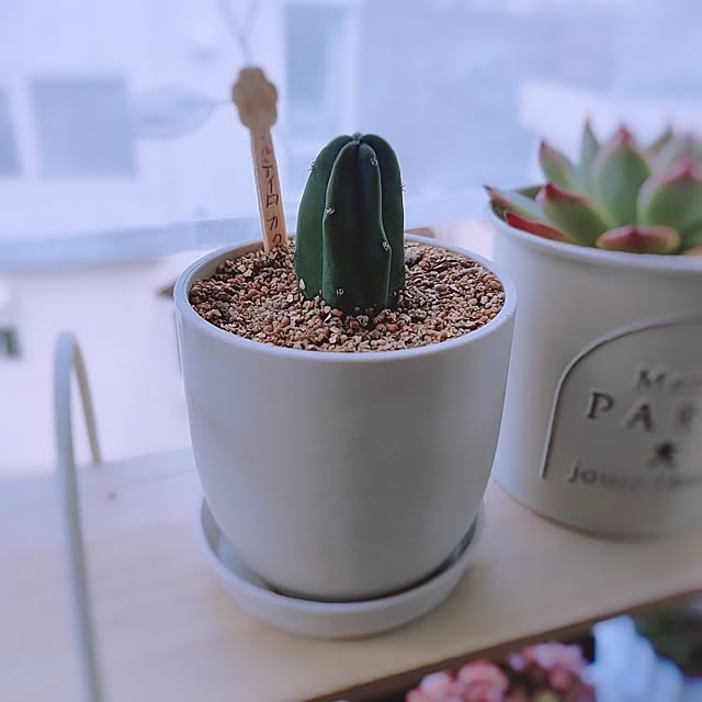cocomintさんの実例写真