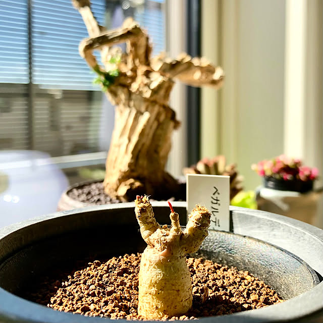 nuruiさんの部屋
