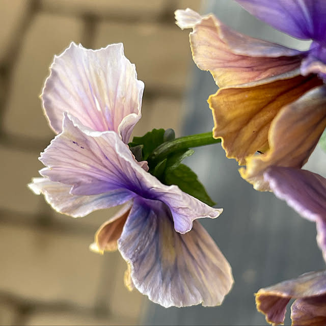 shiropenguinさんの部屋