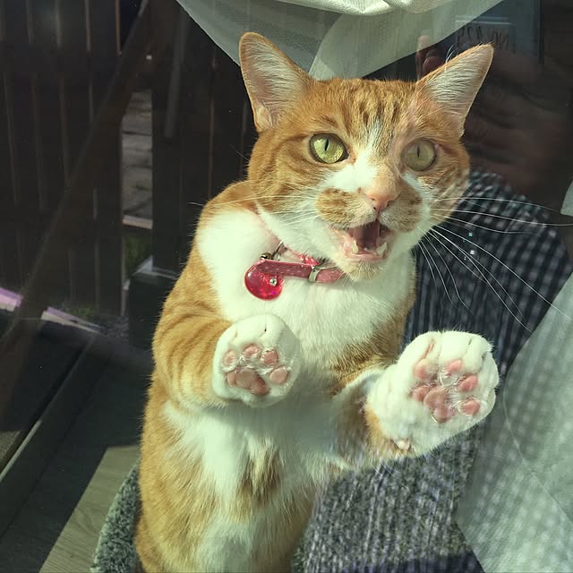 myuuさんの実例写真
