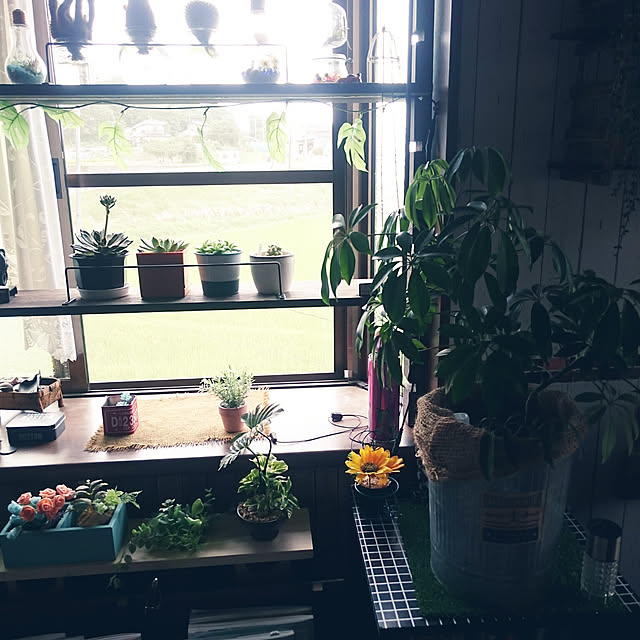 部屋全体/観葉植物/室内グリーン/100均のインテリア実例 - 2018-07-30 09:14:21