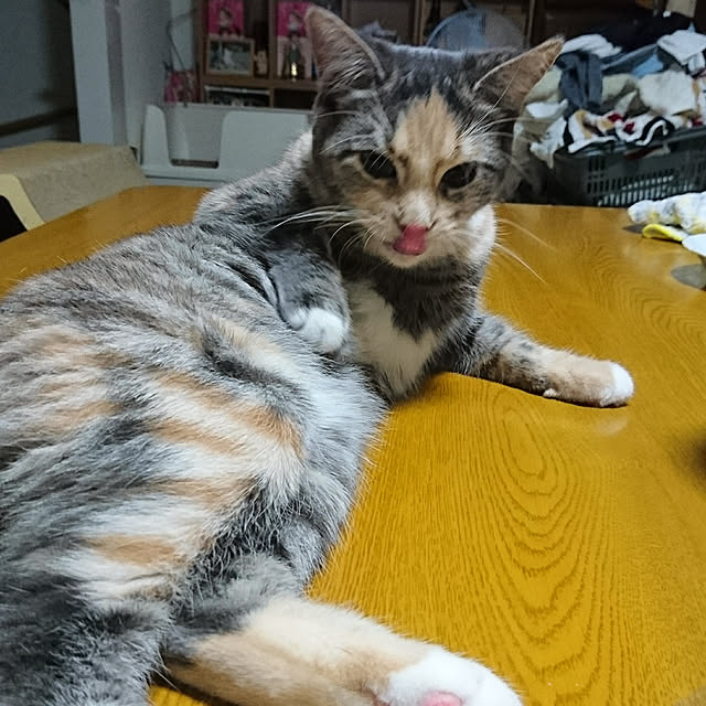 shinobuさんの実例写真