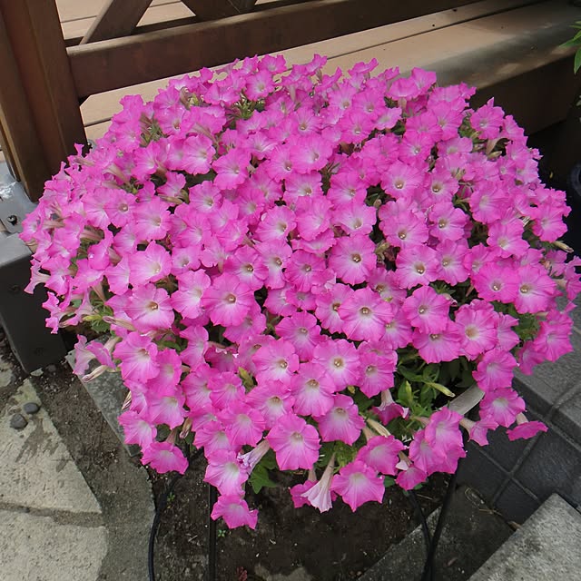 gardengardenさんの実例写真