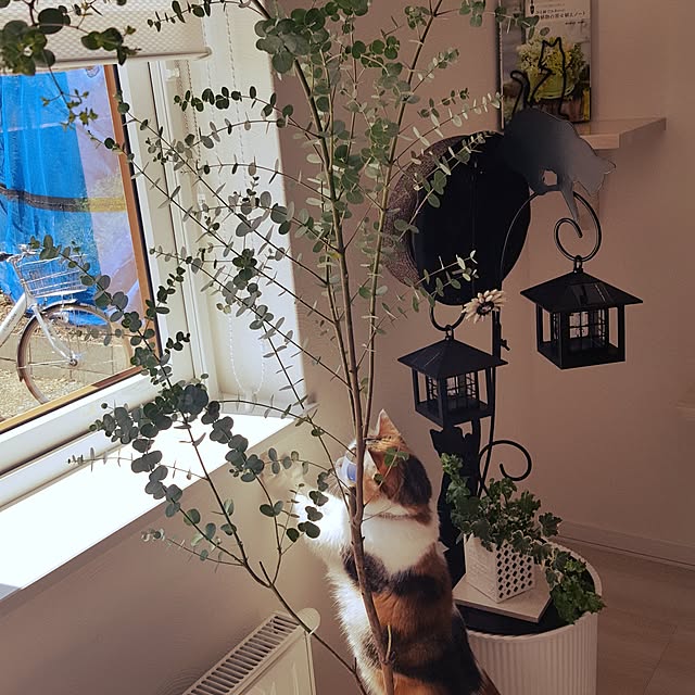 megu.catさんの実例写真