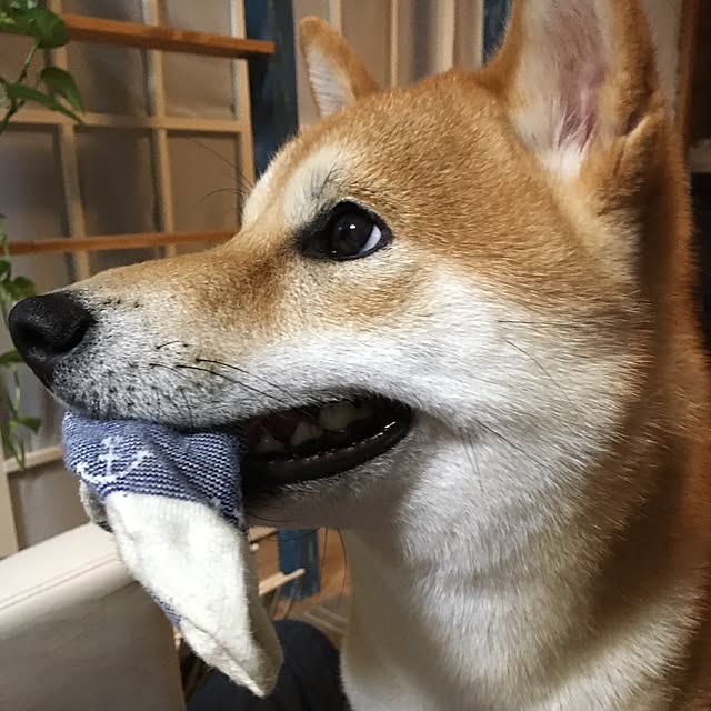 diez_taraさんの実例写真