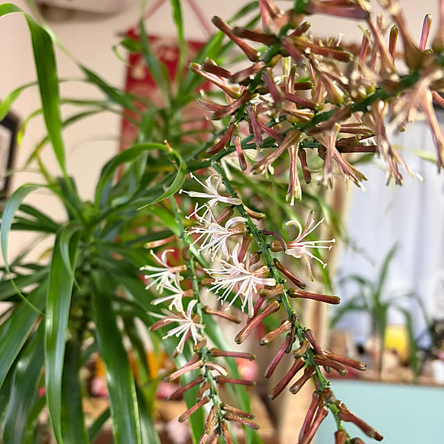 ritsukoさんの部屋