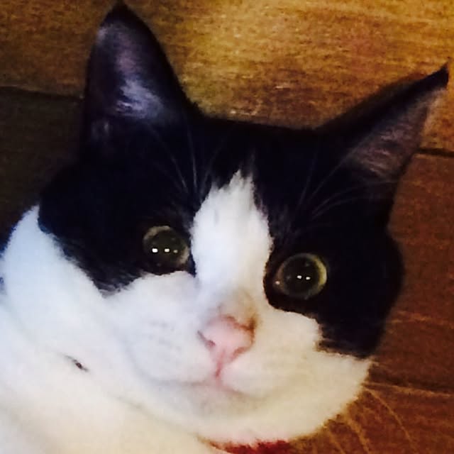 rararaさんの実例写真