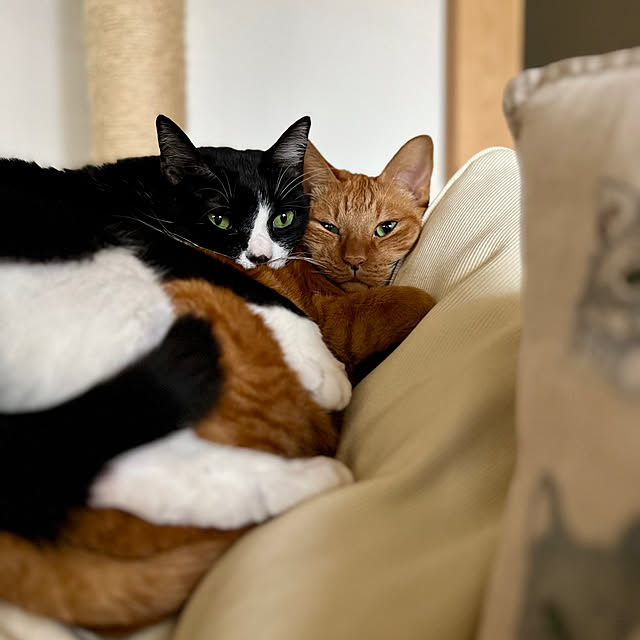 pooさんの部屋