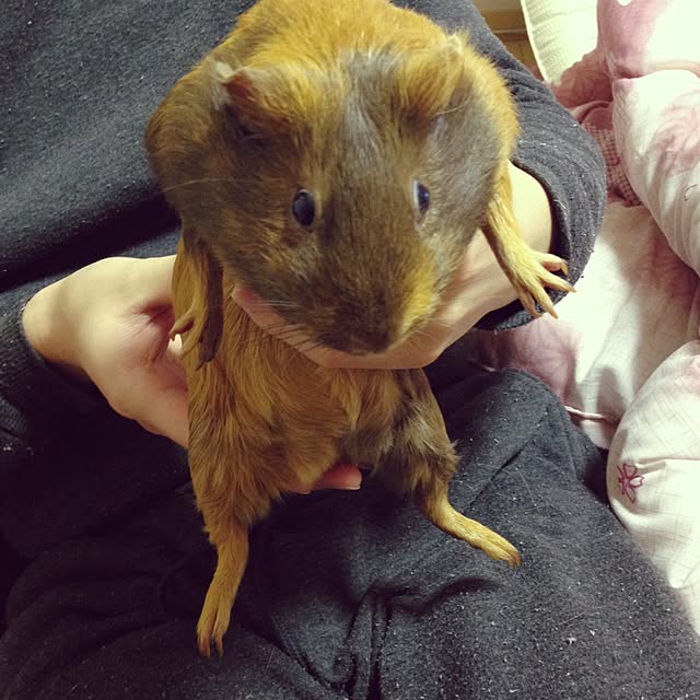 Mi-Koさんの実例写真
