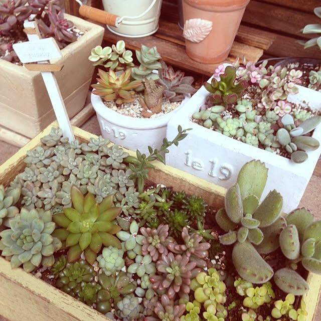 玄関/入り口/多肉植物のインテリア実例 - 2013-12-26 12:17:10