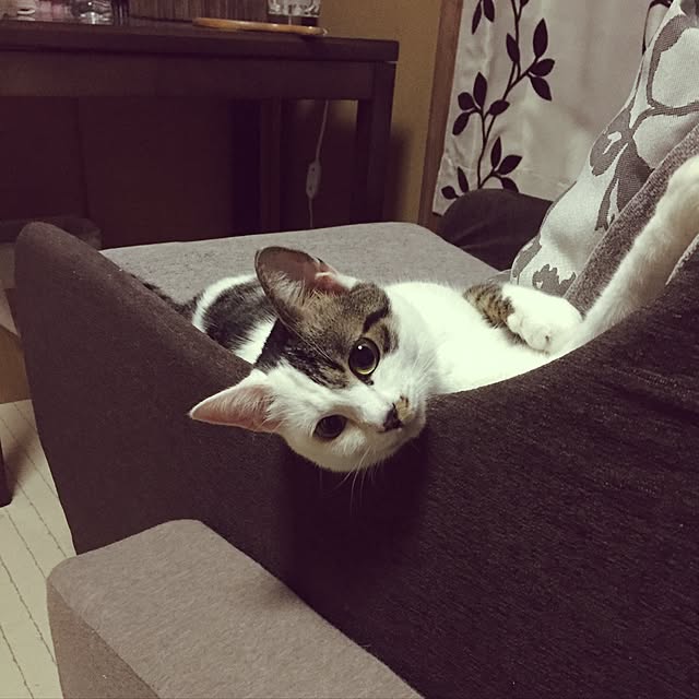 yocchiさんの実例写真