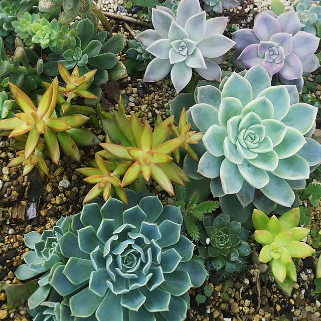 玄関/入り口/多肉植物/花壇/植物のインテリア実例 - 2021-11-20 10:43:23