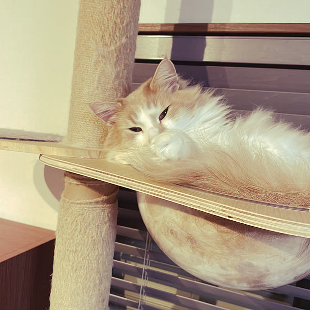 kyu.pi.67さんの実例写真