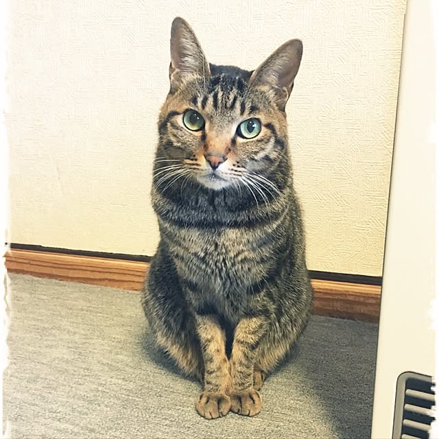 shigimiさんの実例写真
