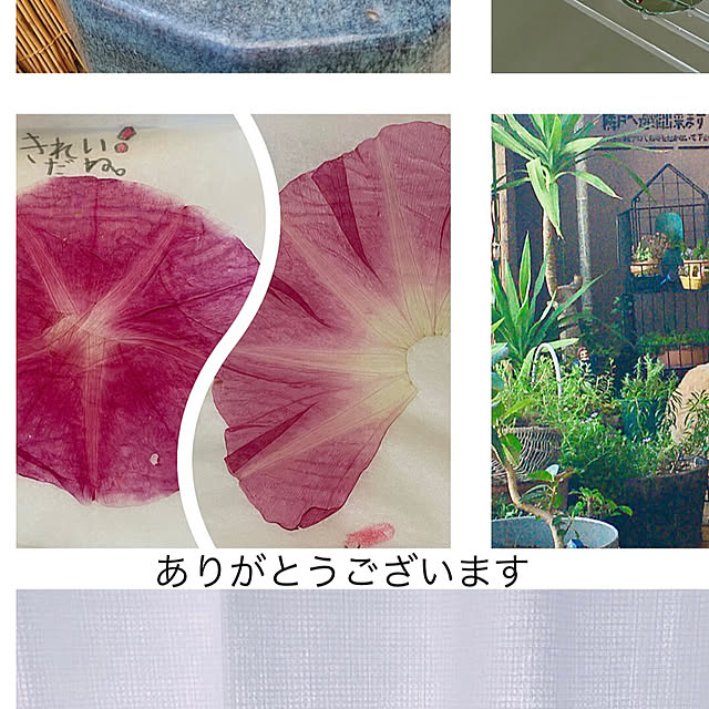 kuikoさんの実例写真