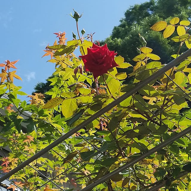 midoriさんの実例写真