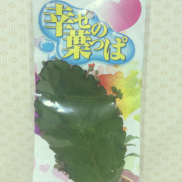 kuさんの実例写真