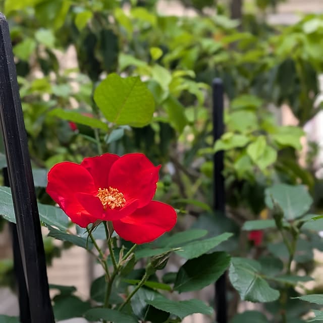 kumijiさんの実例写真