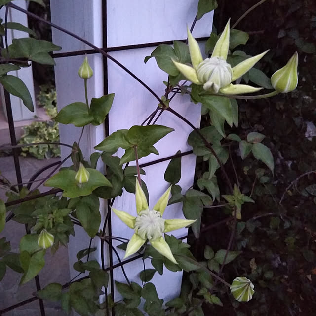 yukkoさんの実例写真