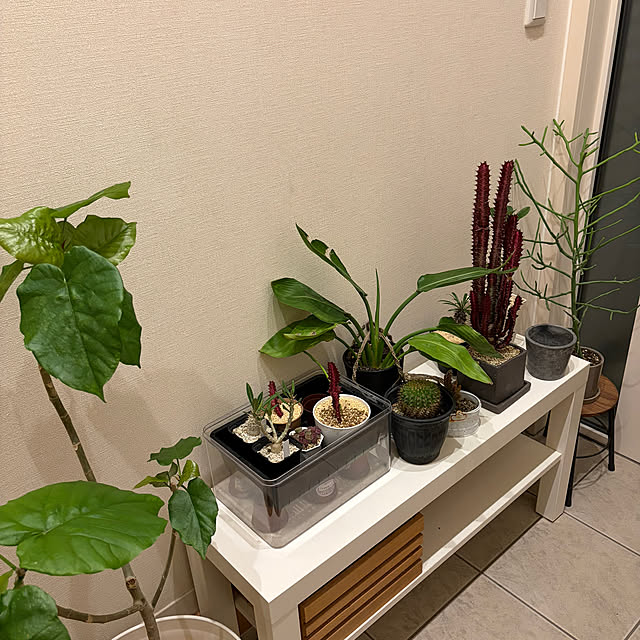 megmagさんの実例写真